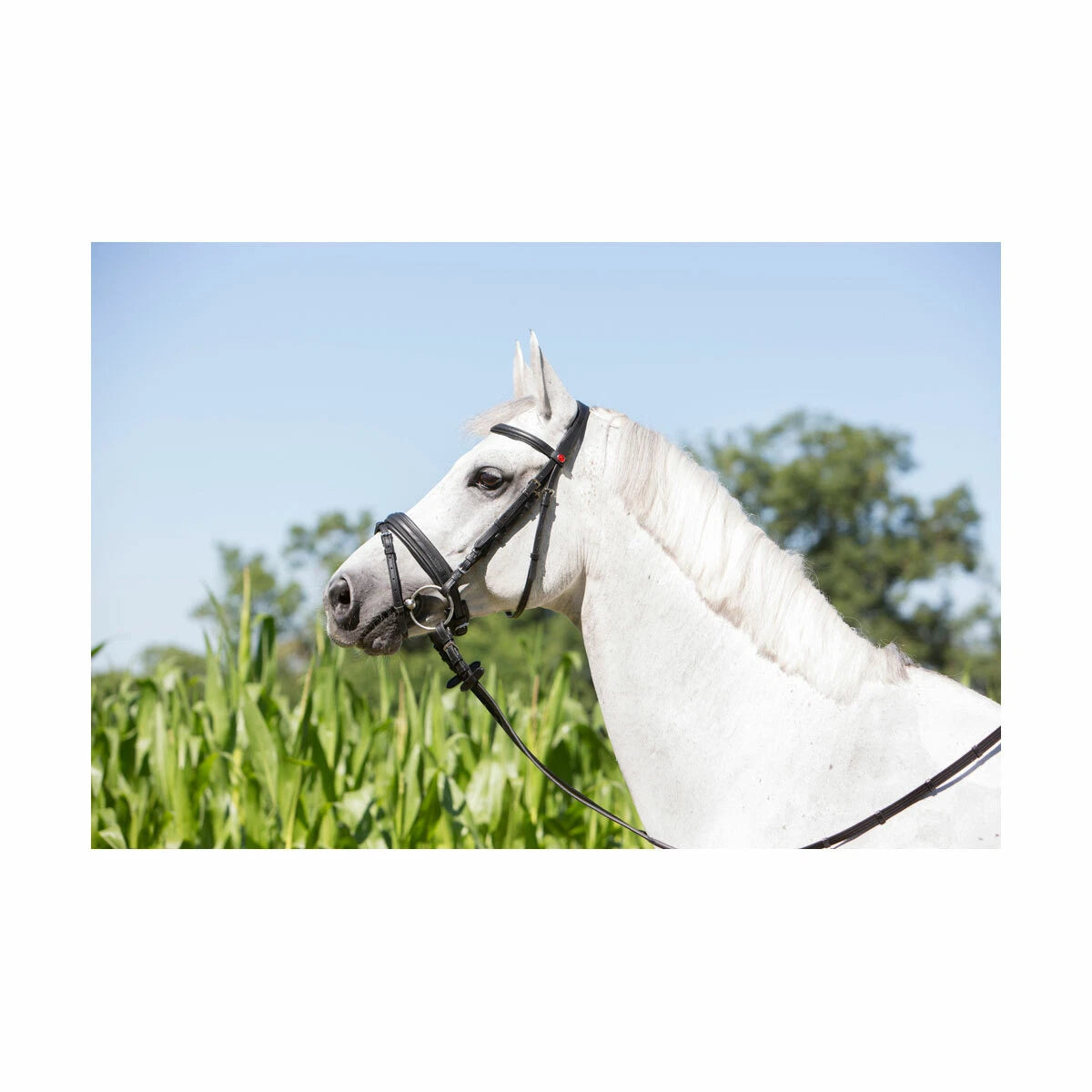 Kieffer Ultrasoft Economy Bridle With Reins - 3122