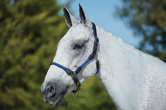 Kincade Leather/Rope Headcollar