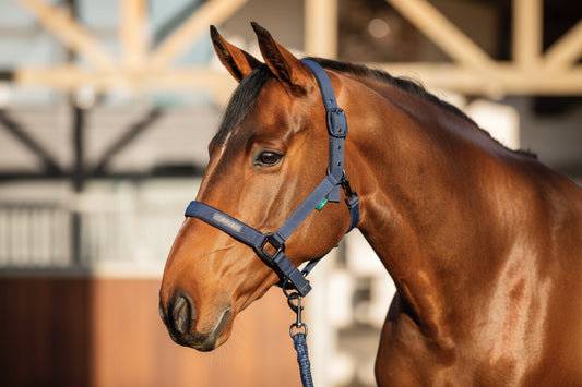 Horseware Amigo Headcollar and Leadrope Set - Navy